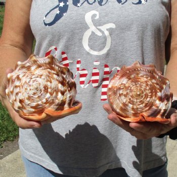 6" Cameo Bullmouth Shells, 2 pc - $21