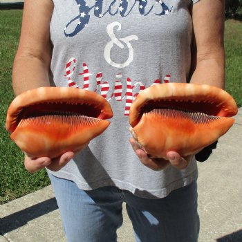 6" Cameo Bullmouth Shells, 2 pc - $21