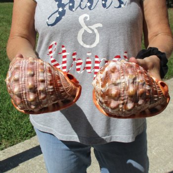 6" Cameo Bullmouth Shells, 2 pc - $21