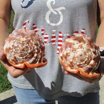 6" Cameo Bullmouth Shells, 2 pc - $21