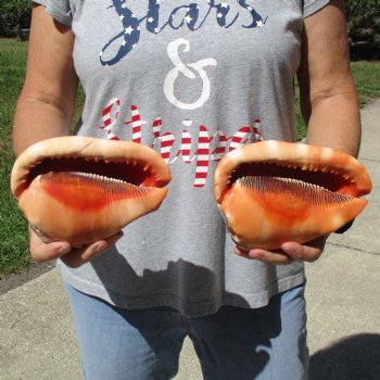 6" Cameo Bullmouth Shells, 2 pc - $21