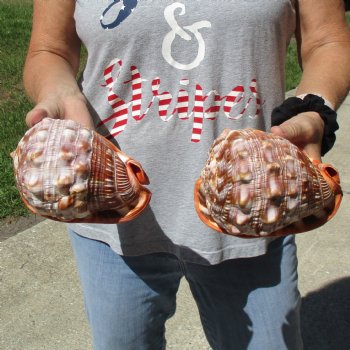 6" Cameo Bullmouth Shells, 2 pc - $21