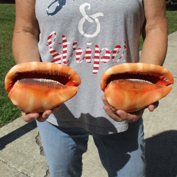 6" Cameo Bullmouth Shells, 2 pc - $21