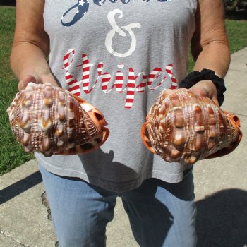 6" Cameo Bullmouth Shells, 2 pc - $21