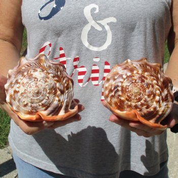 6" Cameo Bullmouth Shells, 2 pc - $21