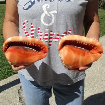 6" Cameo Bullmouth Shells, 2 pc - $21