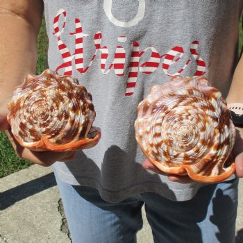 6" Cameo Bullmouth Shells, 2 pc - $21