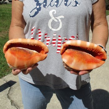 6" Cameo Bullmouth Shells, 2 pc - $21