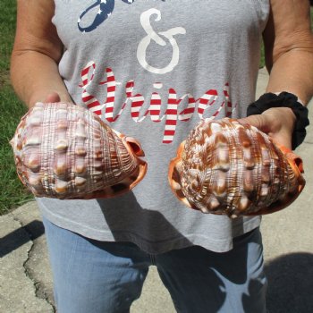 6" Cameo Bullmouth Shells, 2 pc - $21