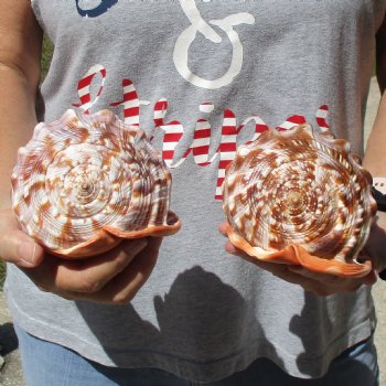 6" Cameo Bullmouth Shells, 2 pc - $21