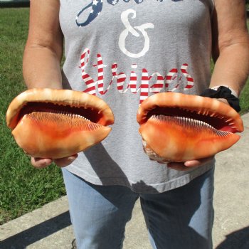 6" Cameo Bullmouth Shells, 2 pc - $21