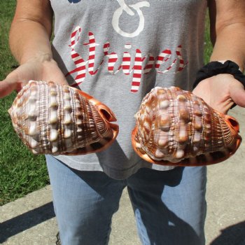 6" Cameo Bullmouth Shells, 2 pc - $21