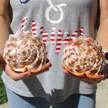 6" Cameo Bullmouth Shells, 2 pc - $21