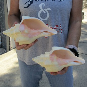 9" Chank Shells, 2pc - $26