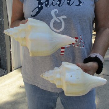 9" Chank Shells, 2pc - $26