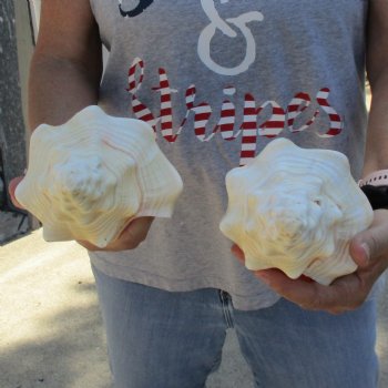 9" Chank Shells, 2pc - $26