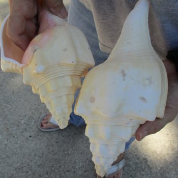 9" Chank Shells, 2pc - $26