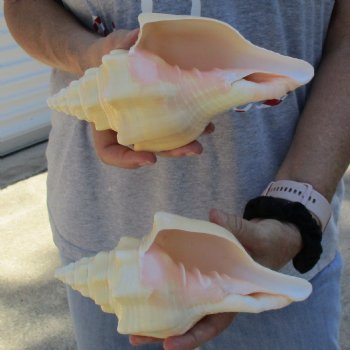 8" Chank Shells, 2pc - $23