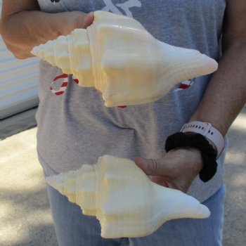 8" Chank Shells, 2pc - $23