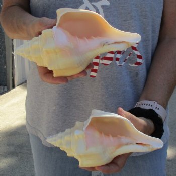 8" Chank Shells, 2pc - $23