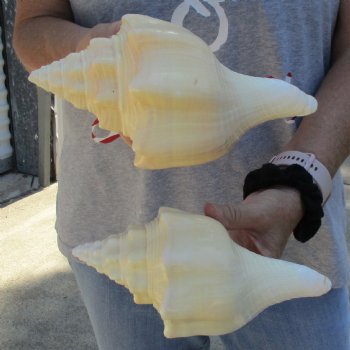 8" Chank Shells, 2pc - $23