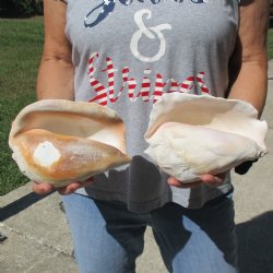 B-Grade 7-1/2" Pacific Giant Conchs, 2 pc - $25