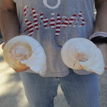 7-1/4" & 8" Pacific Giant Conchs - $34