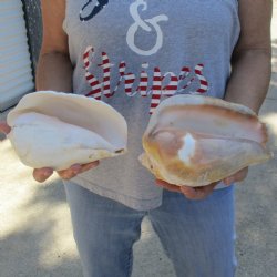B-Grade 7-1/2" & 7-3/4" Pacific Giant Conchs - $25