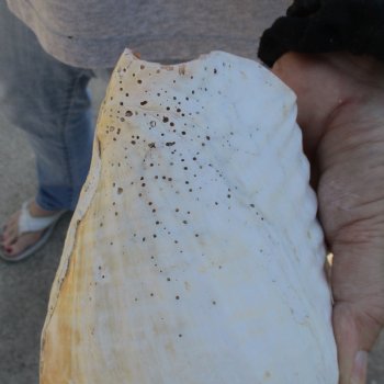 B-Grade 7-1/2" & 7-3/4" Pacific Giant Conchs - $25