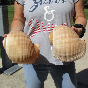 7" Tonna Shells, 2pc - $22