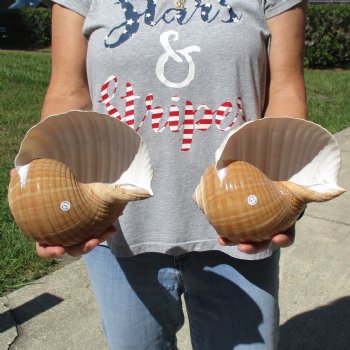 7" Tonna Shells, 2pc - $22