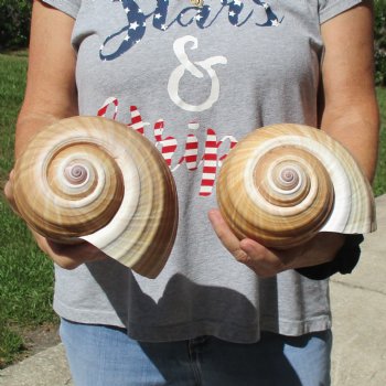 7" Tonna Shells, 2pc - $22