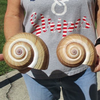 6" Tonna Shells, 2pc - $18