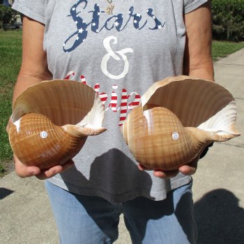 7" Tonna Shells, 2pc - $22