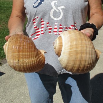 7" Tonna Shells, 2pc - $22