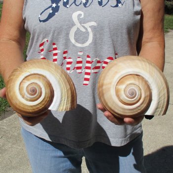 7" Tonna Shells, 2pc - $22