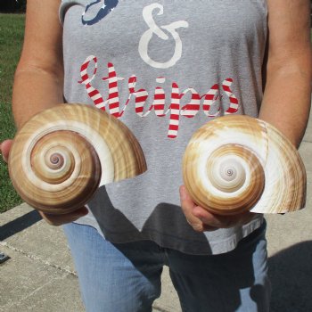 6" Tonna Shells, 2pc - $18