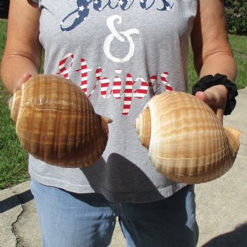 6" Tonna Shells, 2pc - $18