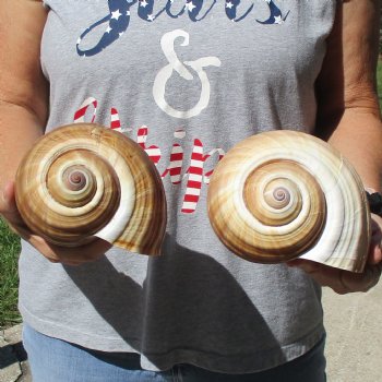 6" Tonna Shells, 2pc - $18