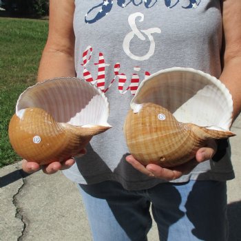 6" Tonna Shells, 2pc - $18