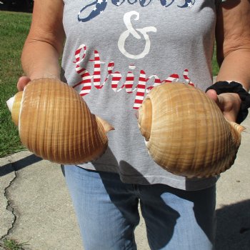 6" Tonna Shells, 2pc - $18