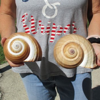 6" Tonna Shells, 2pc - $18