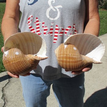 6" Tonna Shells, 2pc - $18