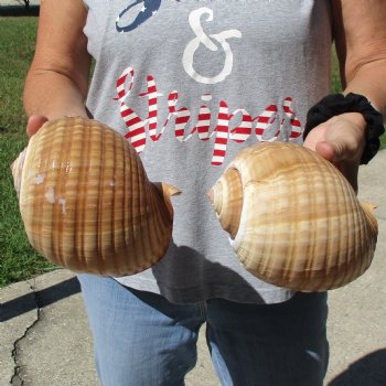 6" Tonna Shells, 2pc - $18