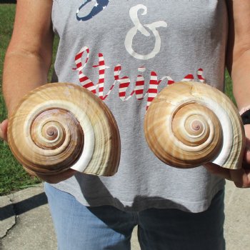 6" Tonna Shells, 2pc - $18