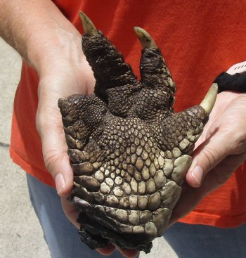 Buy this 7-1/2" Preserved Alligator Foot - $20