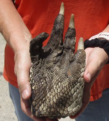 Buy this 8" Preserved Alligator Foot - $20