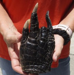 Authentic  7" Preserved Alligator Foot - $20