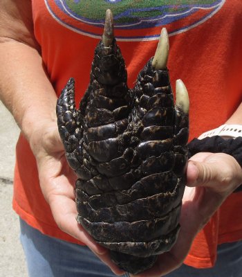 Genuine  8" Preserved Alligator Foot - $20