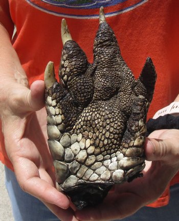 Genuine  8" Preserved Alligator Foot - $20